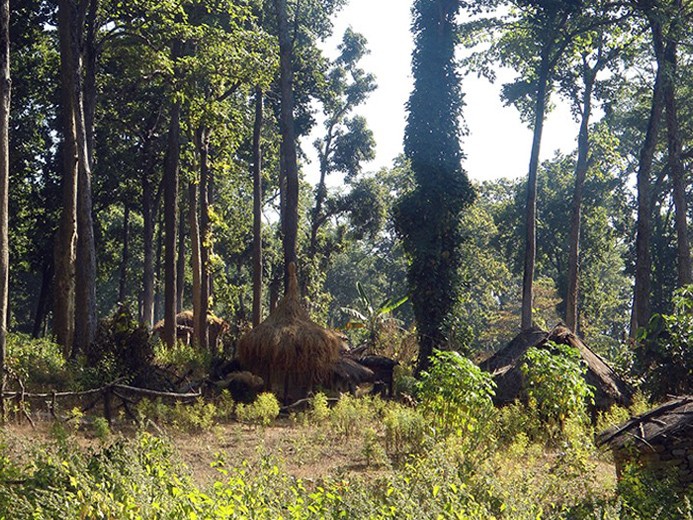 दुई महिनादेखि वनको झोपडीमा चौधरी